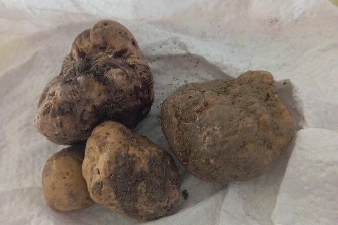 alba-truffle-hunting-barolo-and-barbaresco-tasting