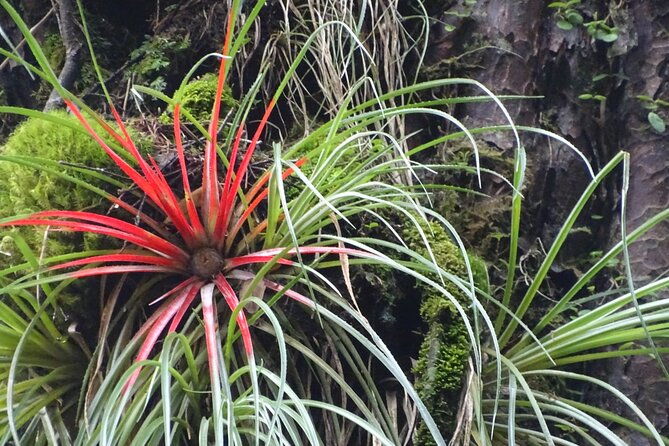 alerce-andino-park-with-las-chaicas-sector-private