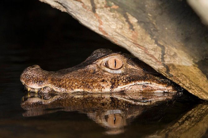 alligators-night-watch
