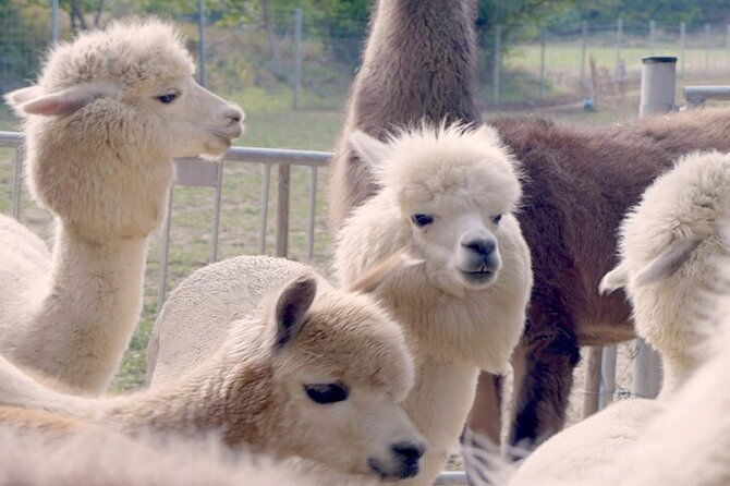 alpaca-and-llama-hike-moedling-near-vienna