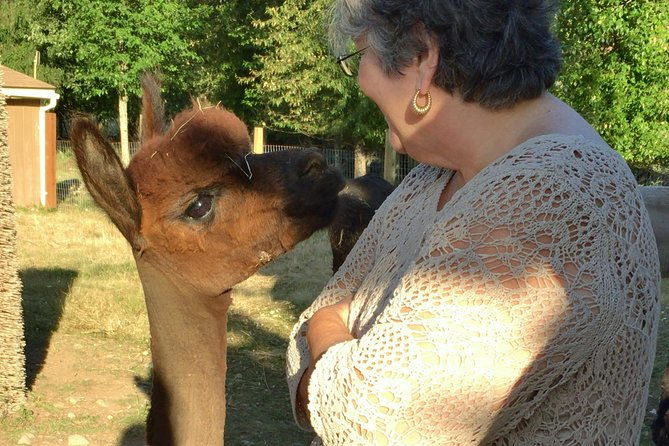 alpaca-ranch-and-fiber-processing-mill-tour-2