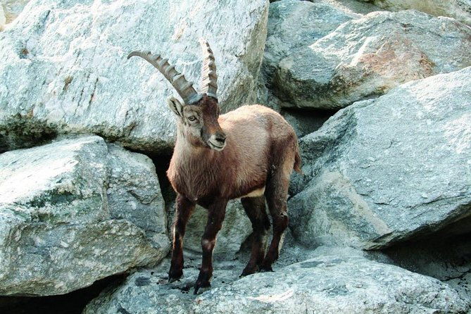 alpine-zoo-innsbruck-and-hungerburg-funicular-combo-ticket