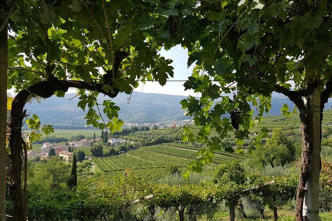 amarone-2005-wine-experience
