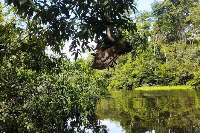 amazing-jungle-3days-2nights-amazon-wonder-expeditions