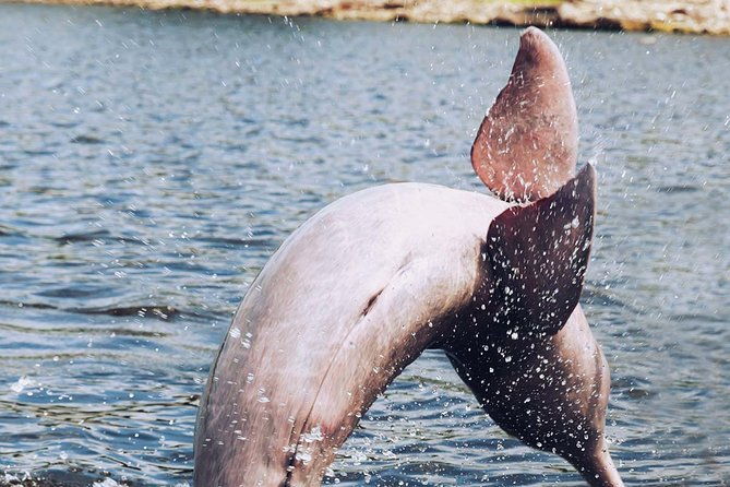 amazon-experience-meet-a-native-village-and-swim-with-porpoises