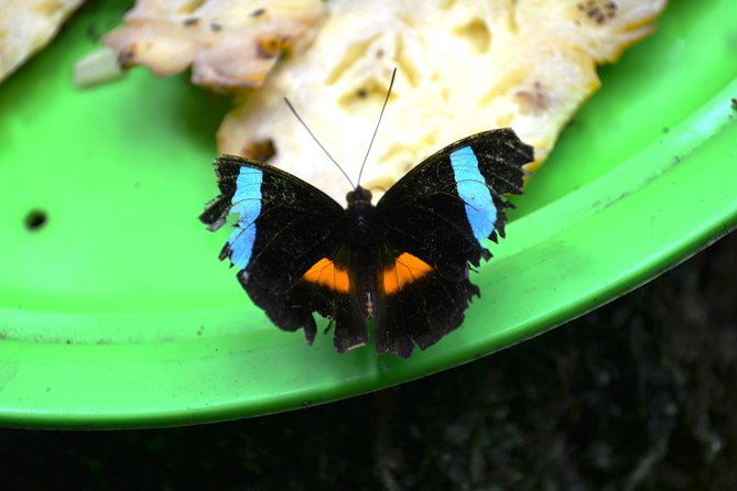 amazon-natural-museums-combo-inpa-and-musa