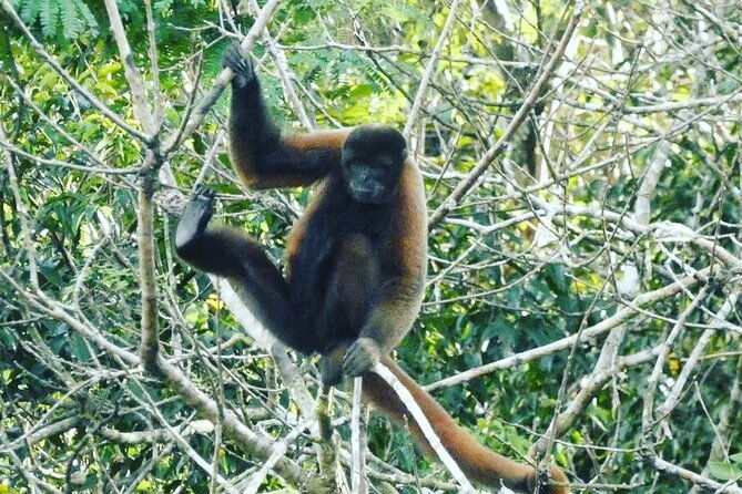 amazon-wildlife-explorations-3-days-2-night