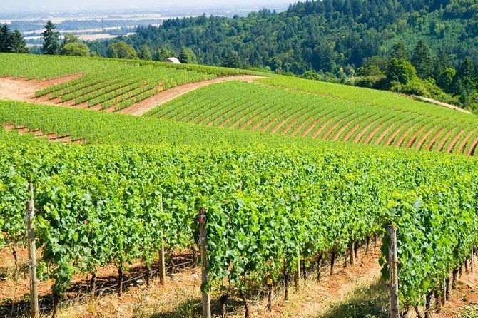 amy-rebas-day-drinking-wine-tours-where-well-drive-you-to-drink
