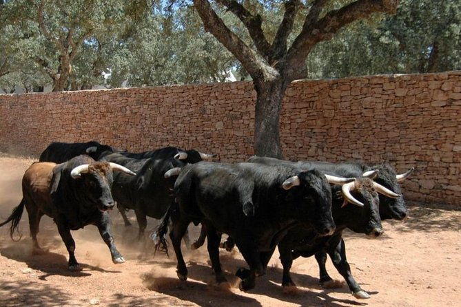 andalucia-bull-and-horse-farm-and-ronda-private-tour-from-malaga-2