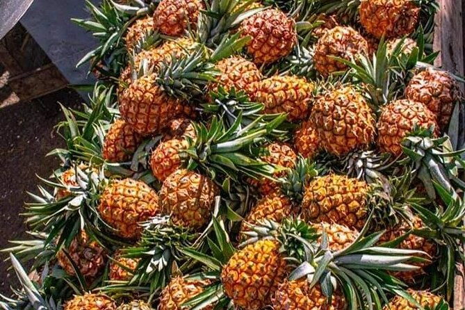 appleton-estate-rum-tour-and-pelican-bar-customize-tour