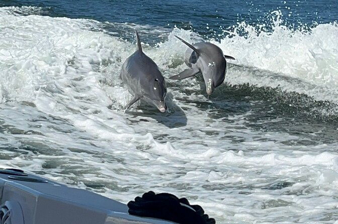 aqua-sol-adventures-4-5-hour-private-snorkelingdolphinshelling