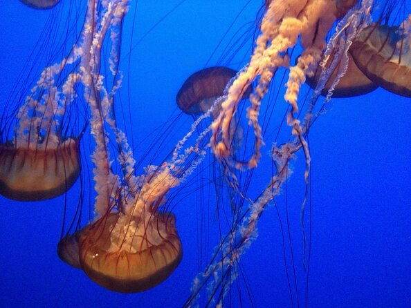 aquarium-of-the-bay-vip-experience