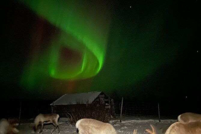 arctic-adventure-with-reindeer-and-northern-lights-hunt-1830-pm-2