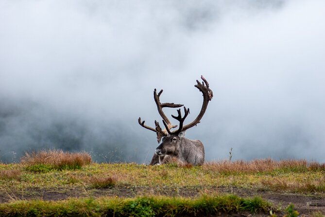 arctic-wildlife-and-fjord-sightseeing-2