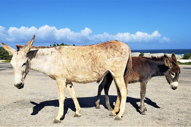 aruba-baby-beach-express-tour