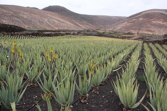 aruba-countryside-tour