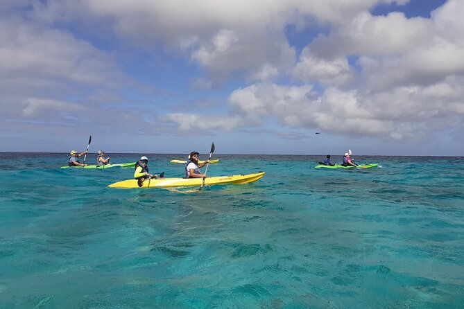 aruba-glass-bottom-kayak-tour-through-the-mangrove-forest