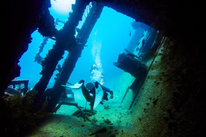 aruba-guided-night-dive-adventure-shallow-reefs-or-shipwrecks