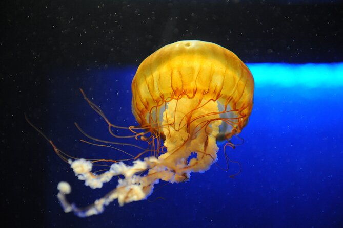 audubon-aquarium-insectarium-ticket-2