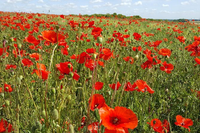 australian-and-new-zealand-battlefield-day-tour-in-the-somme-from-lille-or-arras-2