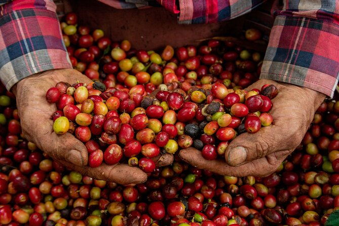authentic-experience-of-coffee-cane-and-caco-inside-the-forest