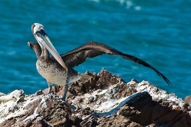 ballestas-islands-group-tour-from-paracas