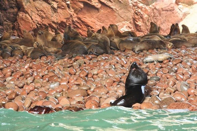 ballestas-islands-sightseeing-boat-ride-from-paracas