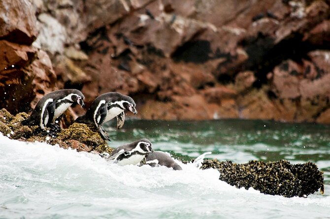 ballestas-islands-tour-boat-with-roof
