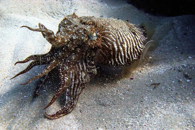 baptism-of-diving-in-the-natural-park-of-the-strait