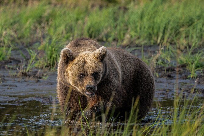 bear-and-arctic-animals-2-day-trip-from-rovaniemi
