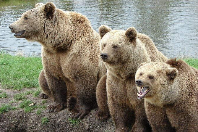 bear-sanctuary-bran-castle-rasnov-fortress-tour-from-brasov-2