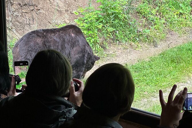 bear-watching-in-brasov-observe-wild-bears-from-a-hideout