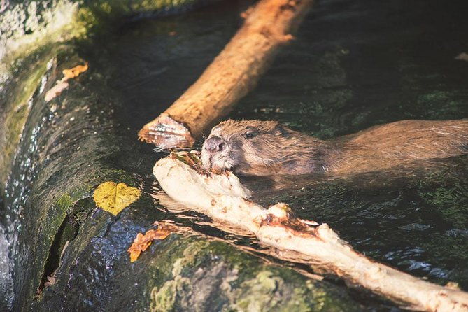 beavers-watching