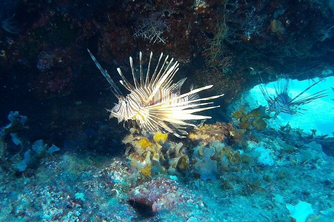 beginners-discover-scuba-diving-by-boat-best-spot-in-cyprus