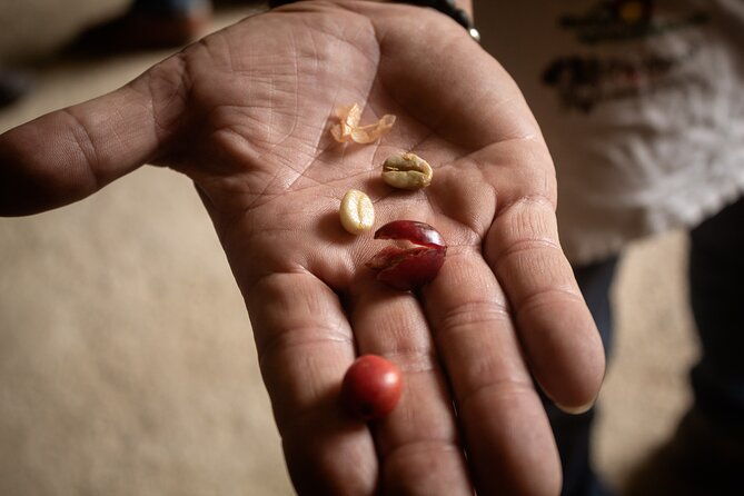 best-coffee-tour-from-medellin-with-lunch-and-transportation