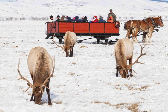 best-of-jackson-hole-wildlife-safari-tour