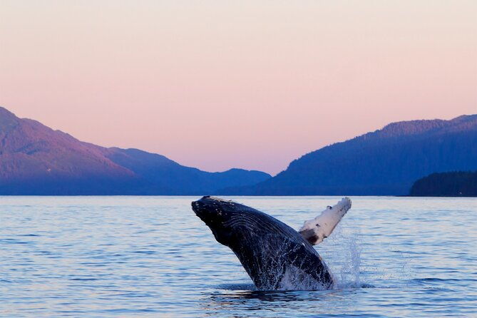 best-whale-watching-and-wildlife-shore-excursion-in-sitka