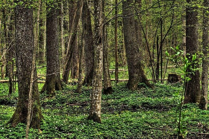 bialowieza-national-park-small-group-tour-from-warsaw-with-lunch-included