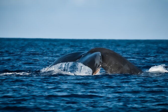 big-island-hawaii-whale-watching-tour