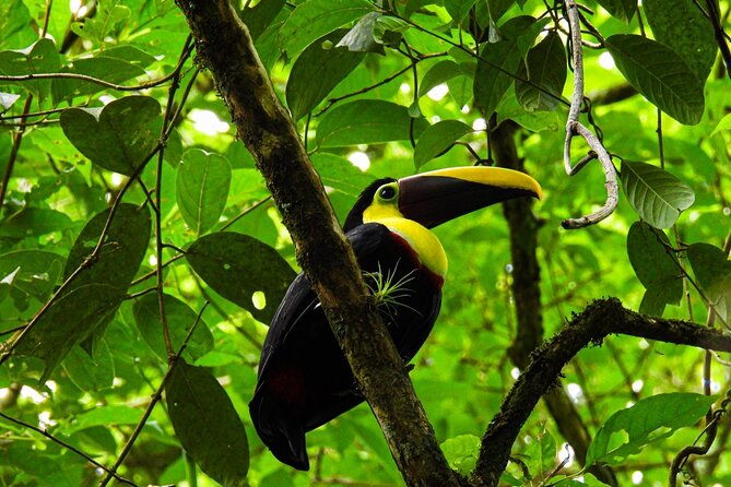 bijagua-upala-rainforest-trails-sloths-birds-and-others