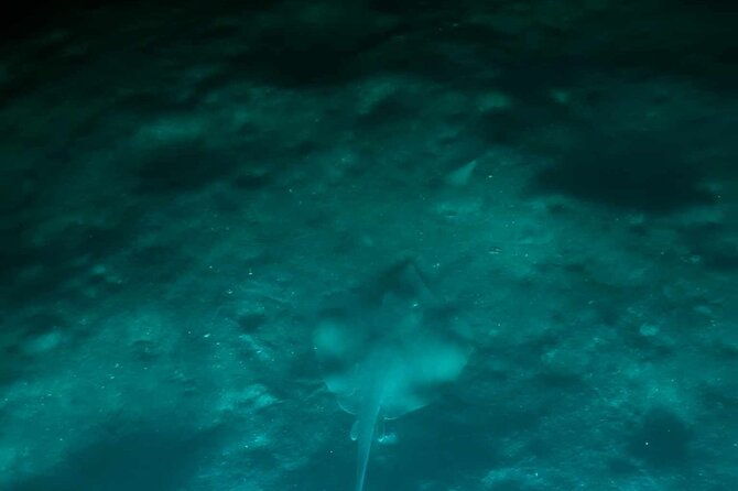 bioluminescent-comb-jelly-led-kayak-paddle-board-excursion
