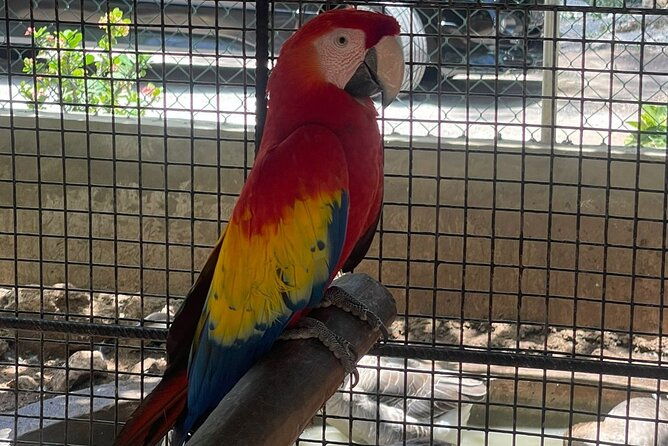 bird-aviary-shopping-beach-day-out-in-montego-bay