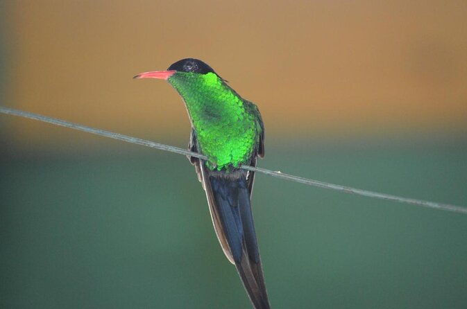 bird-feeding-sanctuary-montego-bay-highlights-and-columbus-park-day-adventure