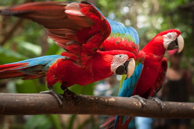 bird-park-iguassu-brazilian-side-private-tour