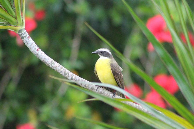 bird-watching-and-wildlife-tour