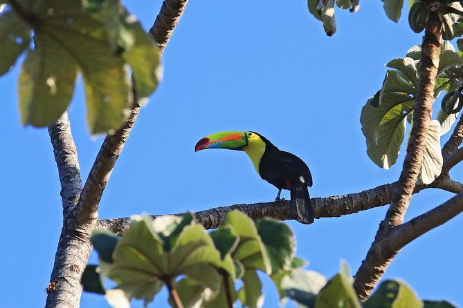 bird-watching-tour-arenal-mundo-aventura