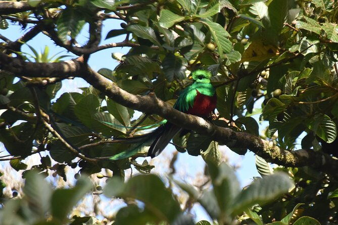 bird-watching-tour-in-monteverde