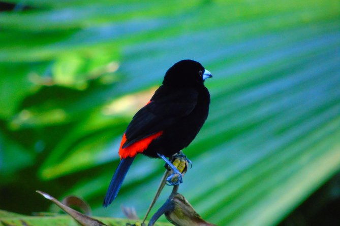 bird-watching-tour