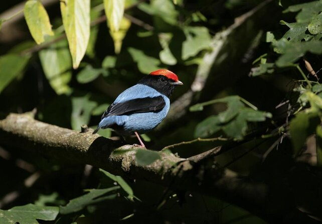 bird-watching-tours