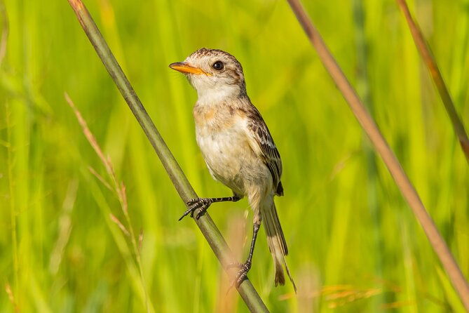 birding-and-nature-chaco-tour